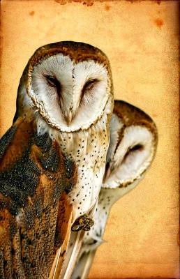 Owls on Parchment 