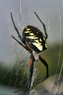 Dew on the Spider 