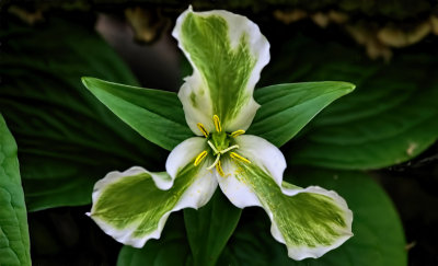 Painted Trillium