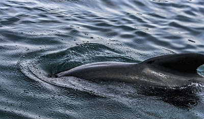 Pilot Whale 