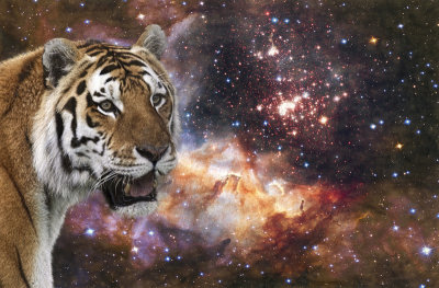 Cosmic Tiger 