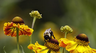 Bee and Flowers 