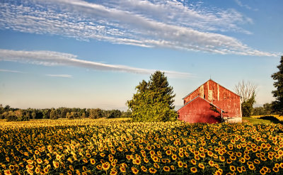 Sunflowers and Red Barn 