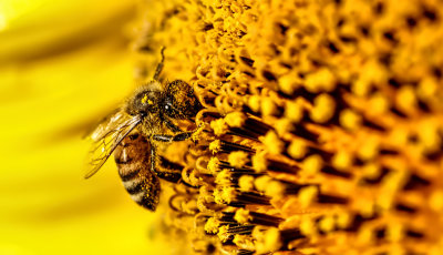 Bee on a Sunflower 