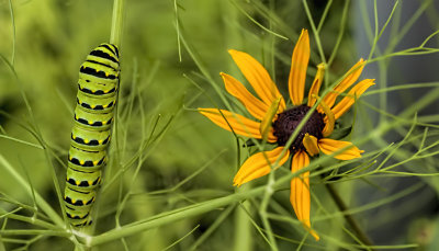 Caterpillar and Flower 
