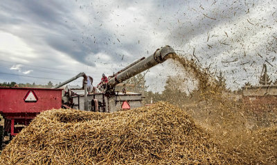 Threshing