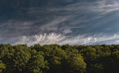 Cirrus Over the Trees 