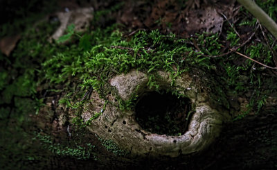 Hole in the Log