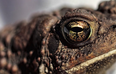 Eye of Toad 