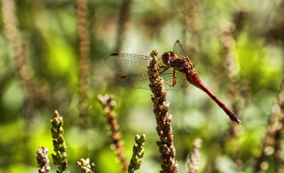 Dragonfly 