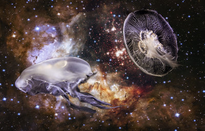 Jellyfish in Space 