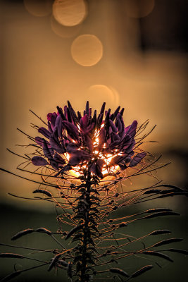 Flower and Lens Flare