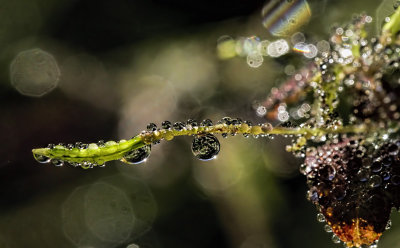 Morning Dew