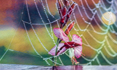 Flower, Web and Dew