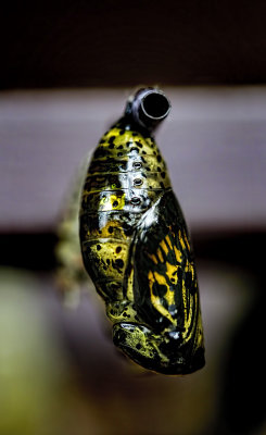 Chrysalis 