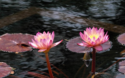 Two Water Lilies 