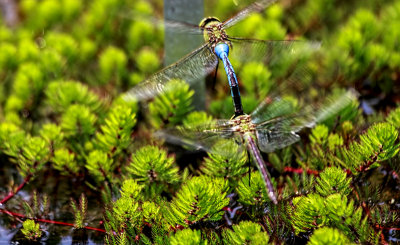 Mating on the Fly 