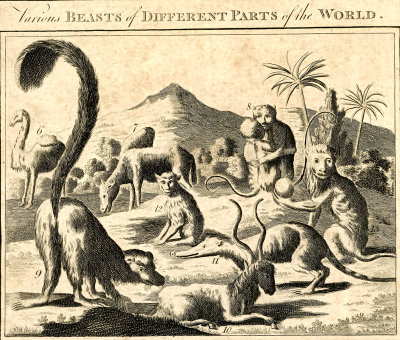 Beasts of Different Parts of the World 2 