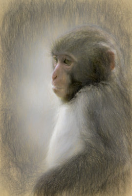 Monkey Sketch 