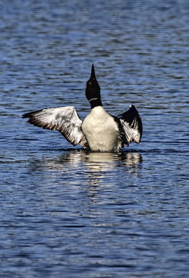 A Loon 
