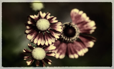 Gritty Flowers 