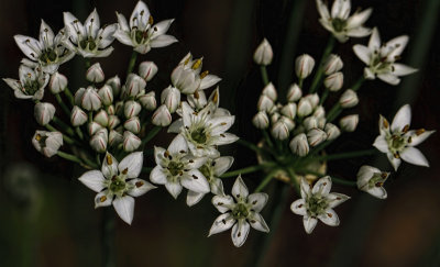 Tiny Flowers 