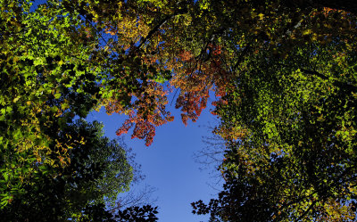 Looking Up in the Fall 