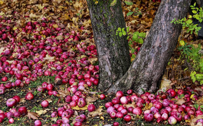 Fallen Apples