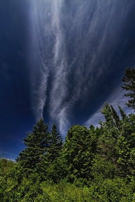 Trees and Cirrus Clouds