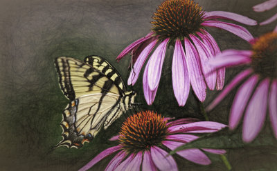 Echinacea and Butterfly 