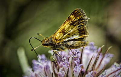 Skipper Moth