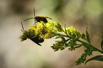 Lycomorpha Pholus