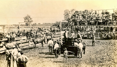 Horse Auction