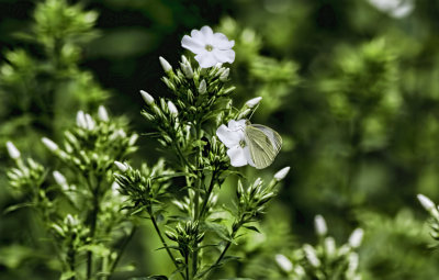 Butterfly on a White Flower