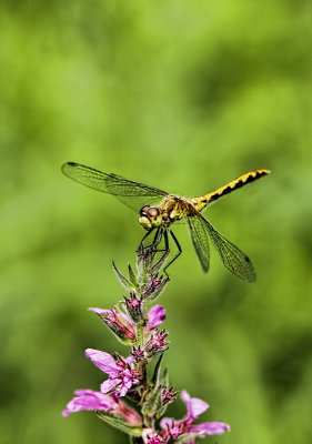 Dragon on a Pink Flower