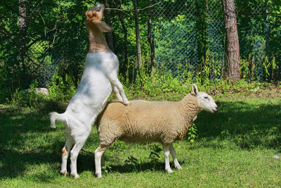 Goat and Sheep