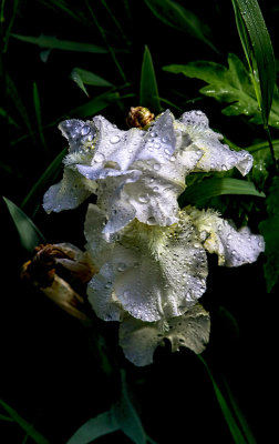 White Flower Wet Morning