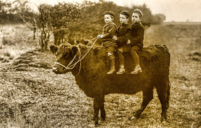 Three Boys on a Heifer
