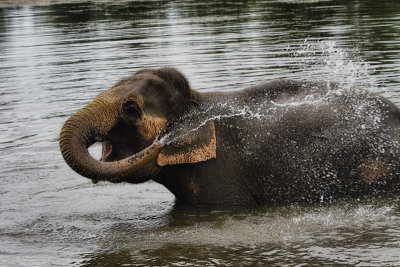 Elephant in the Lake