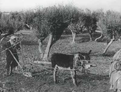 Tilling the Olive Grove 