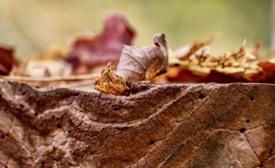 Fallen Leaves