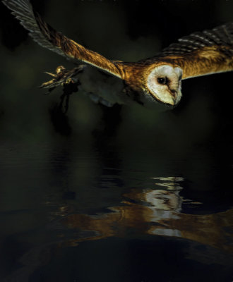 Owl Reflection
