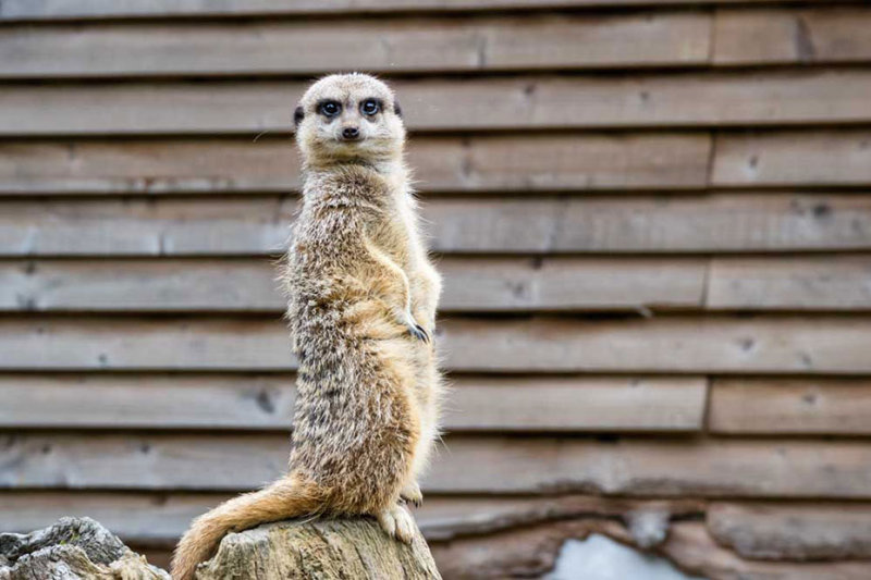 IMG_7041.jpg Slender-tailed Meerkat - Durell Wildlife Park, La Profonde Rue, Trinity -  A Santillo 2016