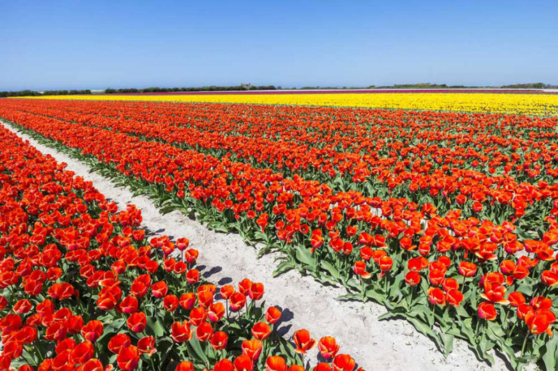 IMG_6055.jpg Field of tulips - Saint-Jean-Trolimon Brittany France -  A Santillo 2014