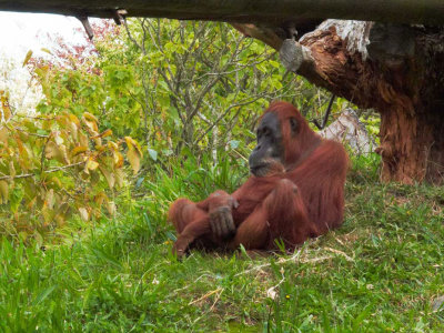 G10_1135.jpg Sumatran Orangutan - Durrell Conservation Trust, Trinity -  A Santillo 2011 -  A Santillo 2011