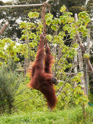 G10_1141.jpg Sumatran Orangutan - Durrell Conservation Trust, Trinity -  A Santillo 2011 -  A Santillo 2011