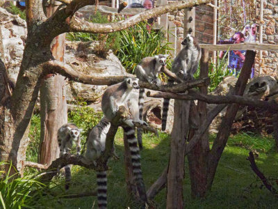 G10_1157.jpg Ring-tailed Lemur - Durrell Conservation Trust, Trinity -  A Santillo 2011 -  A Santillo 2011