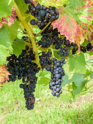 G10_1071-Edit.jpg Pinot Noir grapes, La Mare Wine Estate - St Mary -  A Santillo 2011