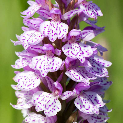 IMG_6382-Edit.jpg Common spotted Orchid - Bridget Ozanne's Ochid Fields, Saint Peter's -  A Santillo 2014