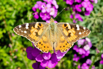 IMG_6976.jpg Butteryfly sunbathing? - Samars Manor, St Clements -  A Santillo 2016